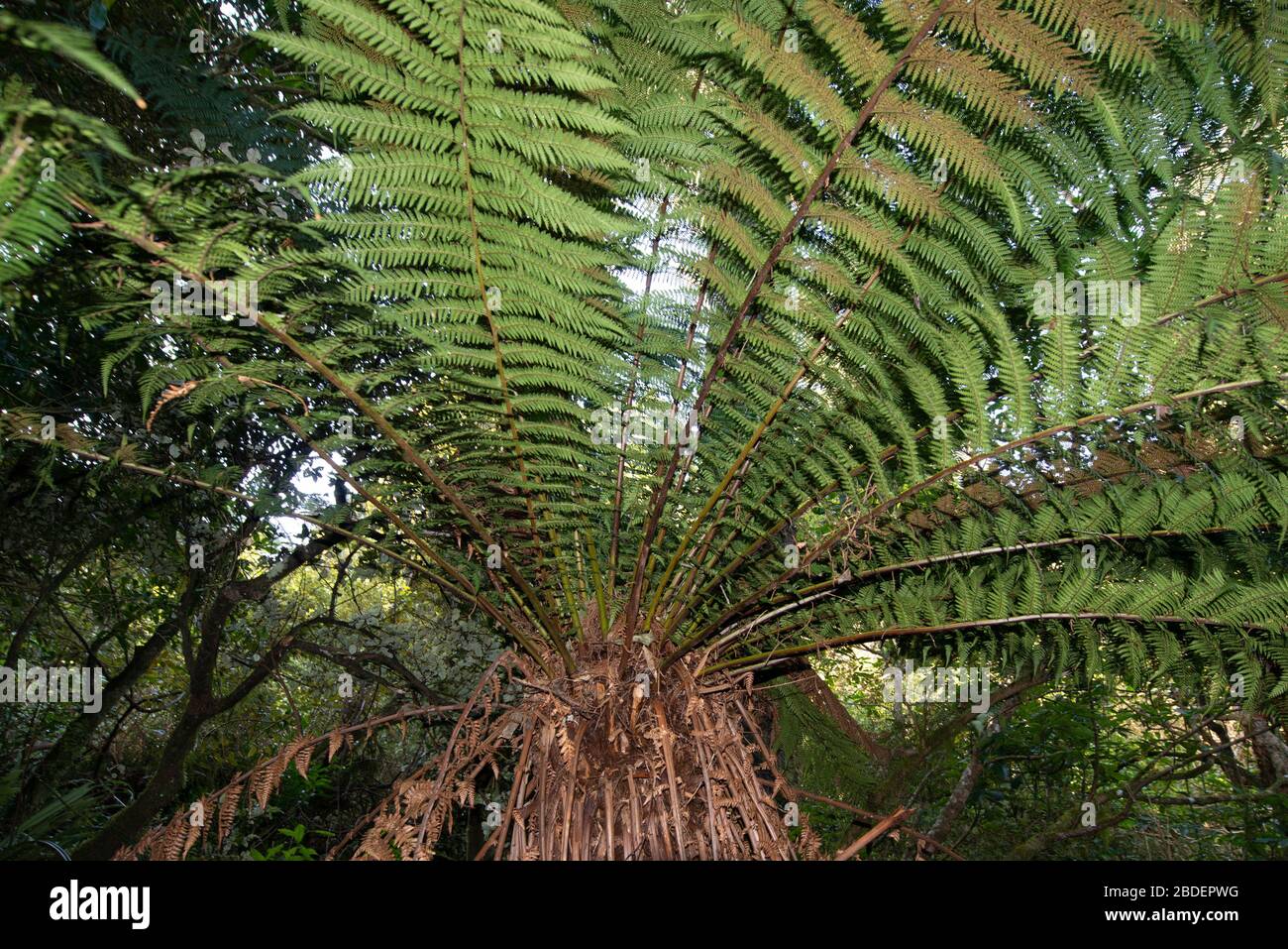 Fern d'arbres rugueux, Dicksonia squarrosa, Geraldine endémique, Canterbury, Île du Sud,Nouvelle-Zélande Banque D'Images