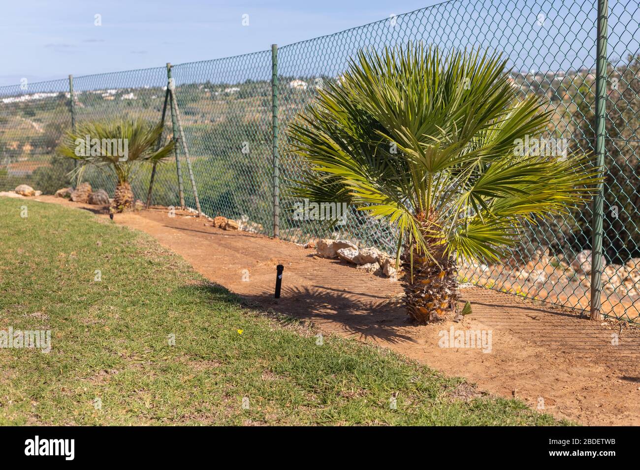 palmier devant une clôture dans un jardin au portugal Banque D'Images