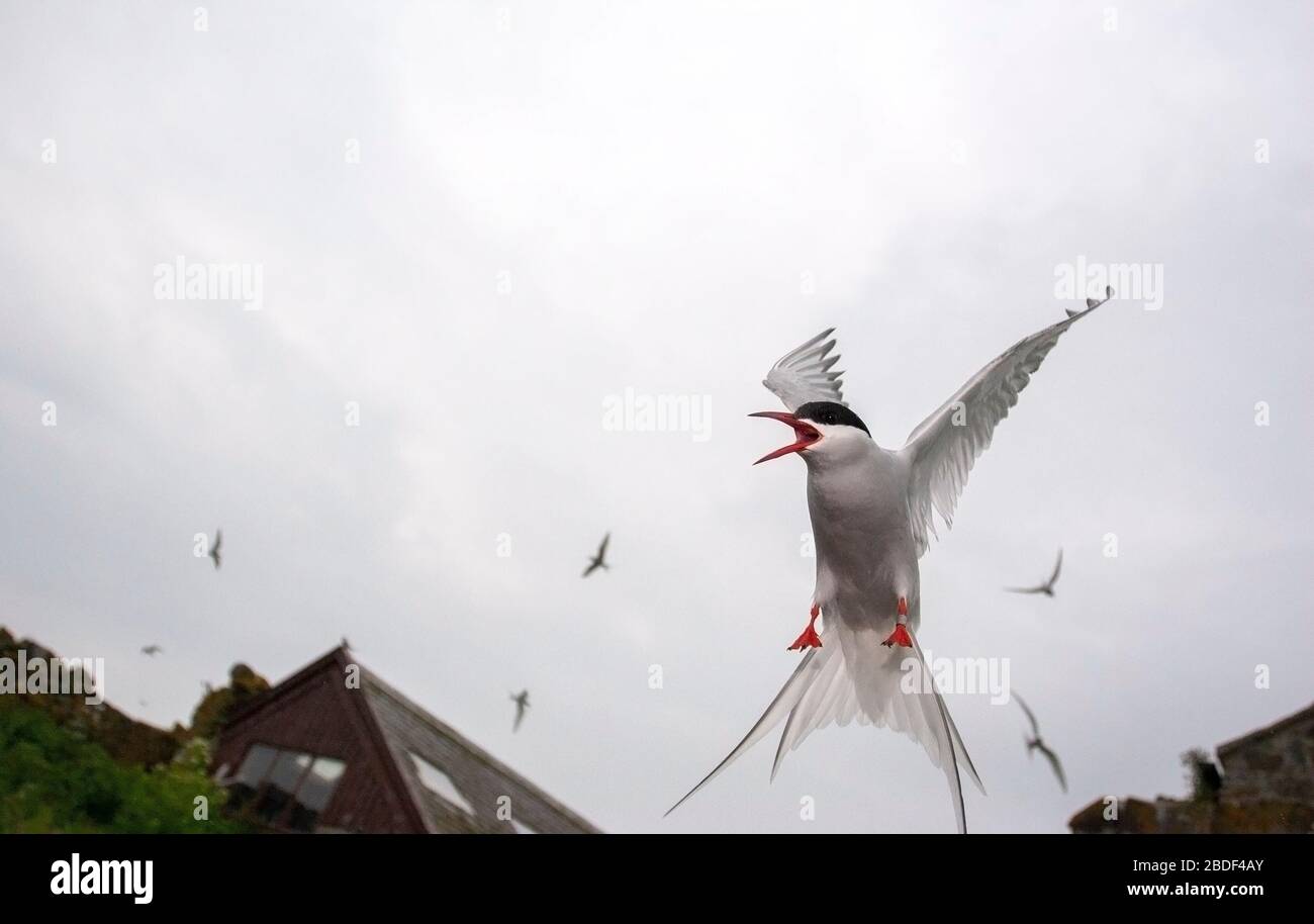 Sterne arctique, Sterna paradisaea. Îles Farne, Northumberland, Royaume-Uni Banque D'Images