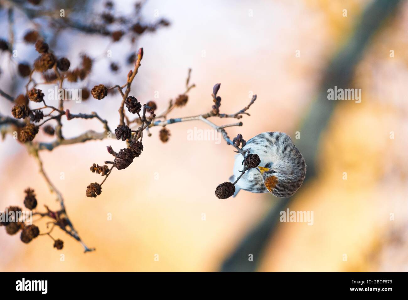 Sondage de rouge commun sur un aulne noir. Les resondages communs s'assoient dans un arbre. Banque D'Images