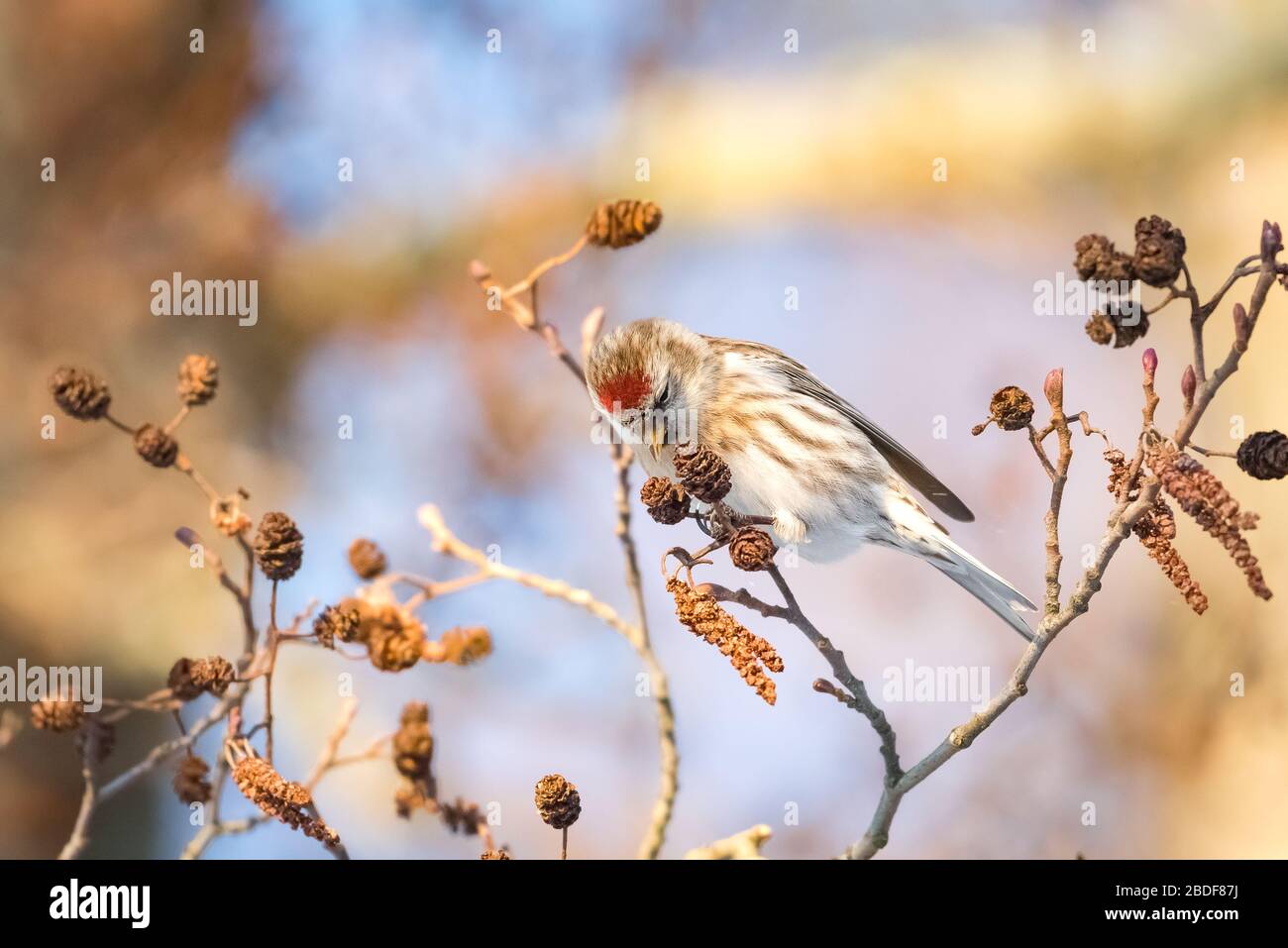 Sondage de rouge commun sur un aulne noir. Les resondages communs s'assoient dans un arbre. Banque D'Images