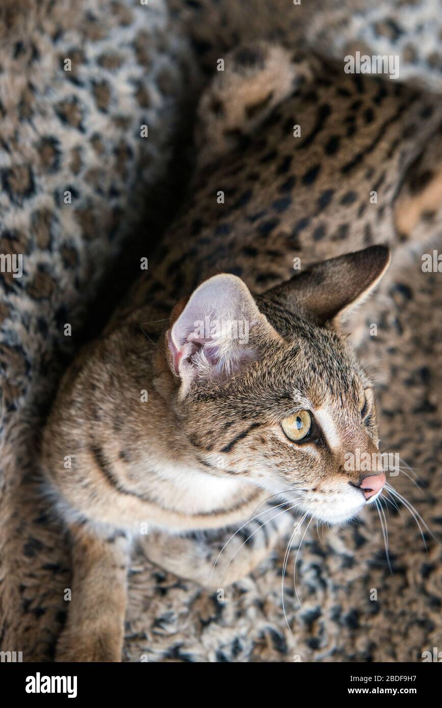 Un chat savane allongé sur une couverture à imprimé animal en fausse fourrure à la recherche Banque D'Images