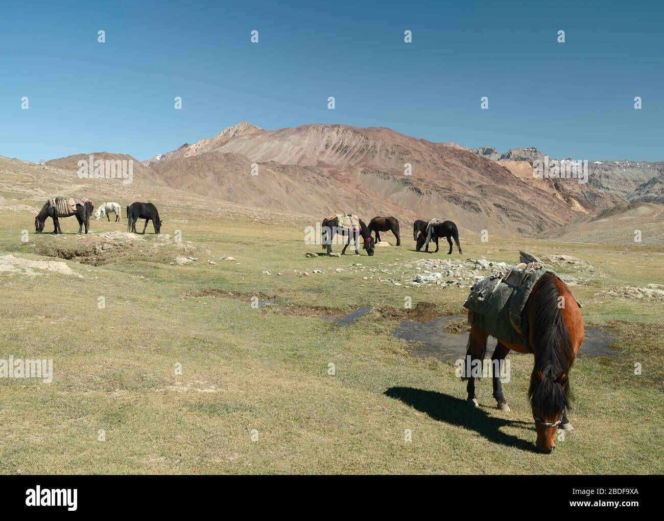 Pack chevaux paze sur un pâturage ouvert sur un matin ensoleillé, été sous le ciel bleu flanqué par Himalaya à quelques miles de Manali, Himachal Pradesh, Inde. Banque D'Images