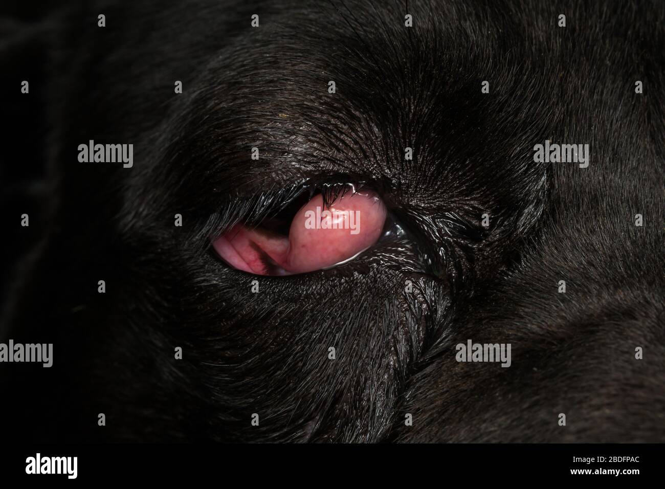 gros plan photo d'un chien noir avec cerisier, chien de canne corso race Banque D'Images