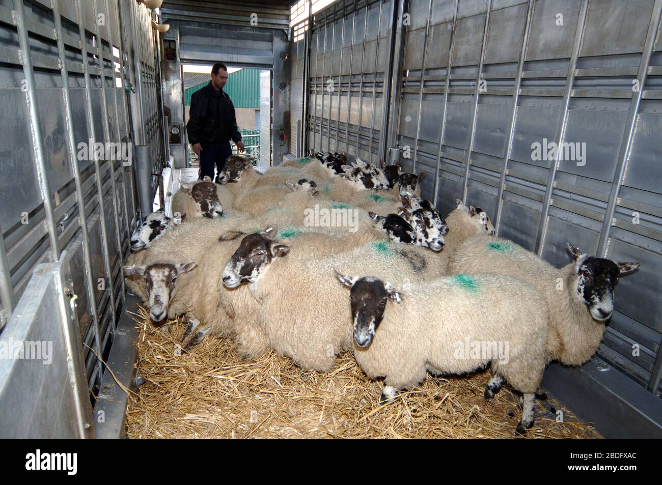 Chargement de moutons dans un wagon de bétail à Kirkby Stephen, Cumbria, se dirigeant vers l'Estonie dans le cadre d'un programme d'élevage à l'exportation. Banque D'Images