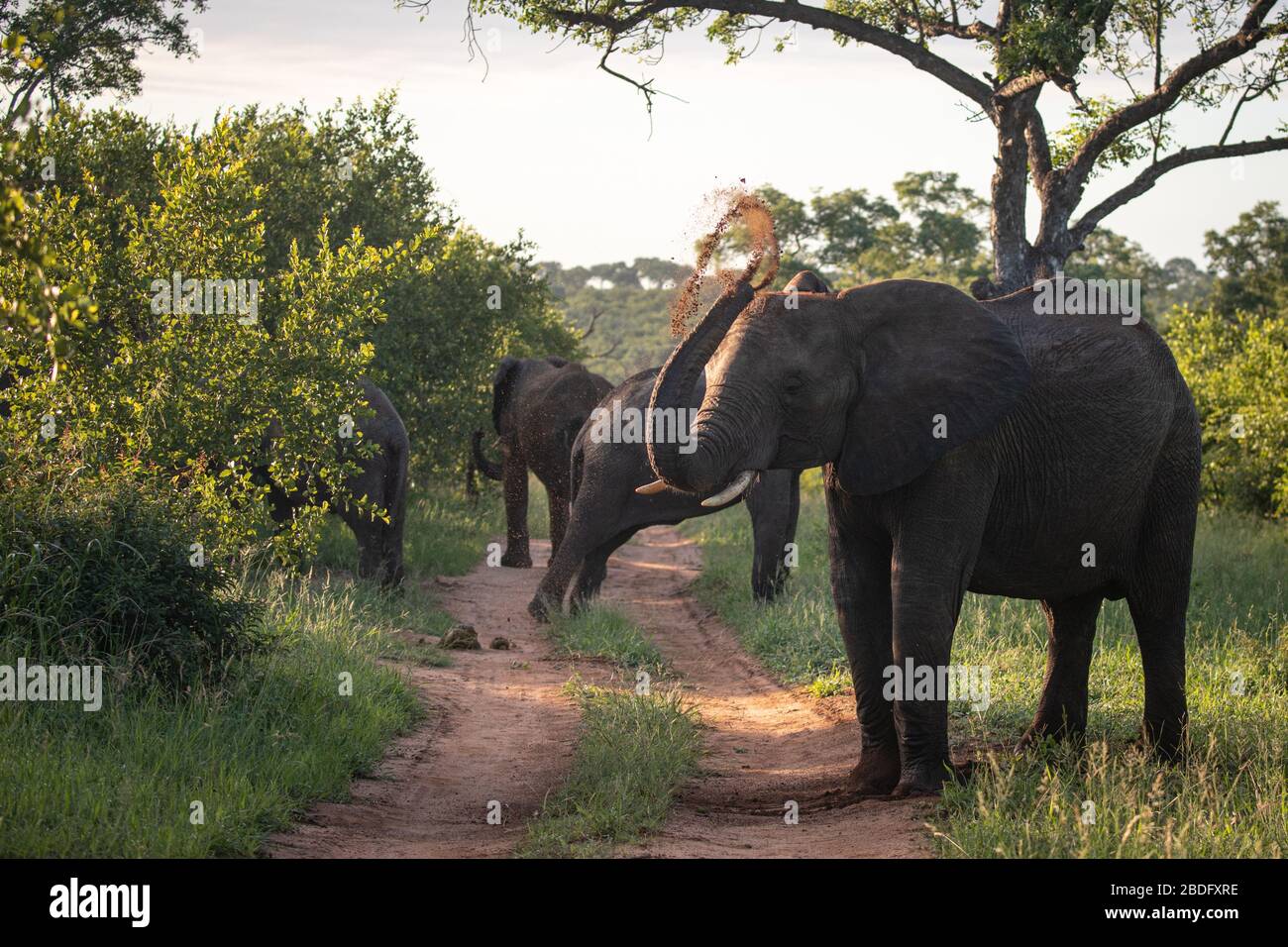 Un éléphant d'Afrique, Loxodonta africana, jette la poussière sur son dos à l'aide de son tronc Banque D'Images