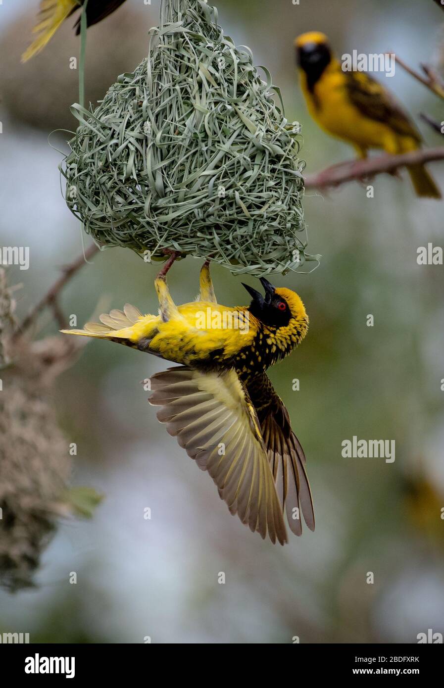 Un oiseau de village de tisserand, Ploceus cuculatus, se pend à l'envers sur son nid, ailes se propagent Banque D'Images