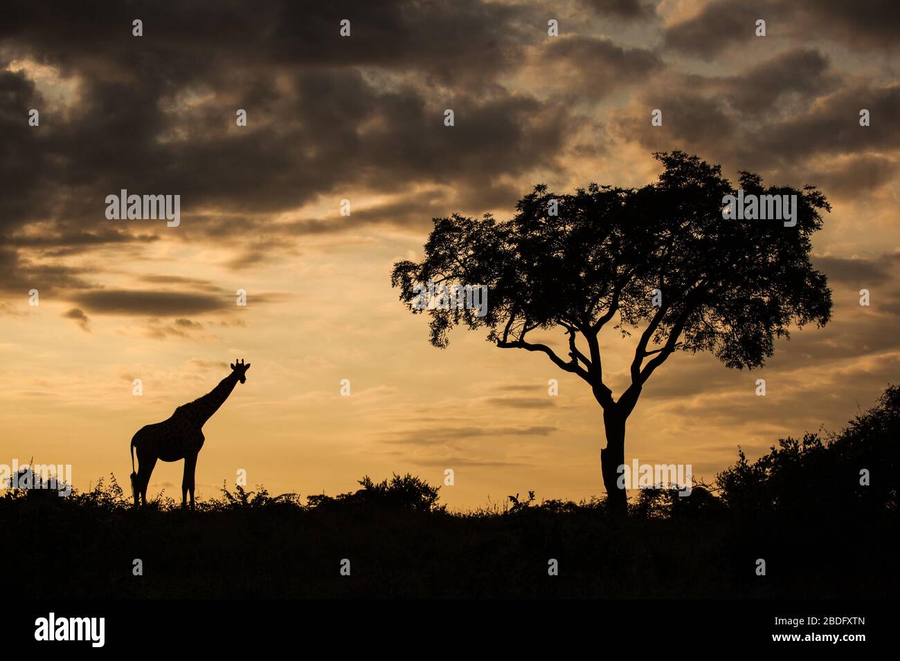 Silhouette d'une girafe, Giraffa camelopardalis giraffa, par un seul arbre contre un coucher de soleil orange Banque D'Images