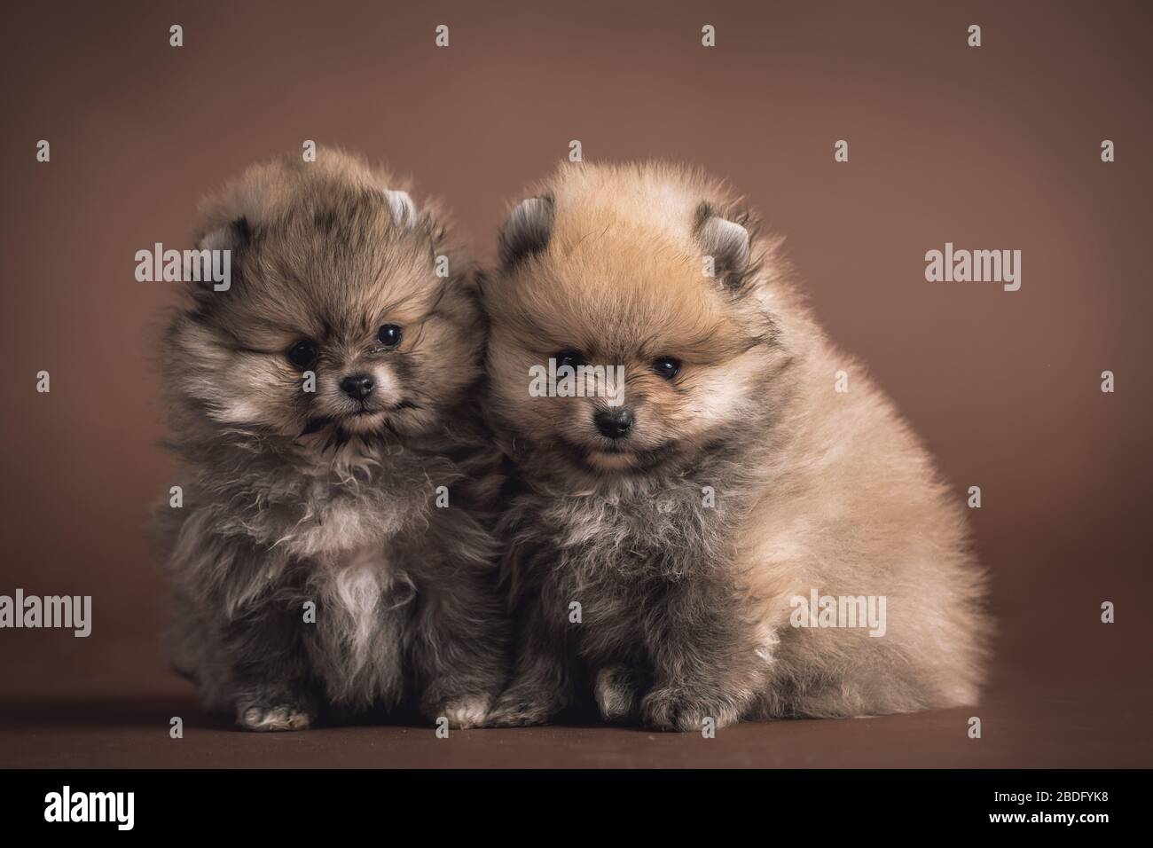 Très mignon petits chiots de Pomeranian sur un fond brun posant dans le studio. Sur la photo, ils ont seulement quelques semaines Banque D'Images