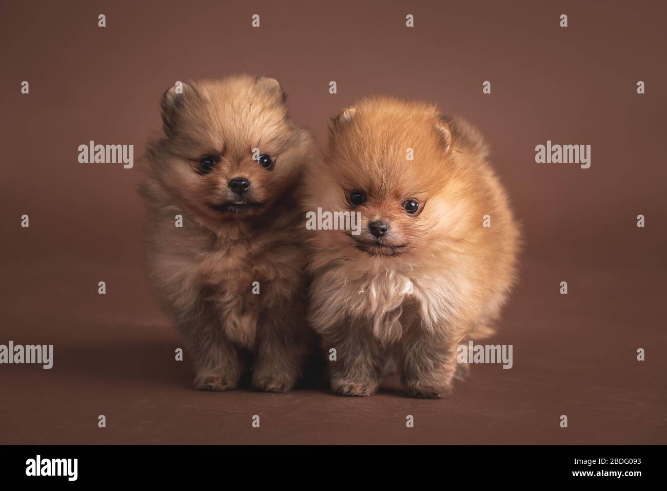Très mignon petits chiots de Pomeranian sur un fond brun posant dans le studio. Sur la photo, ils ont seulement quelques semaines Banque D'Images