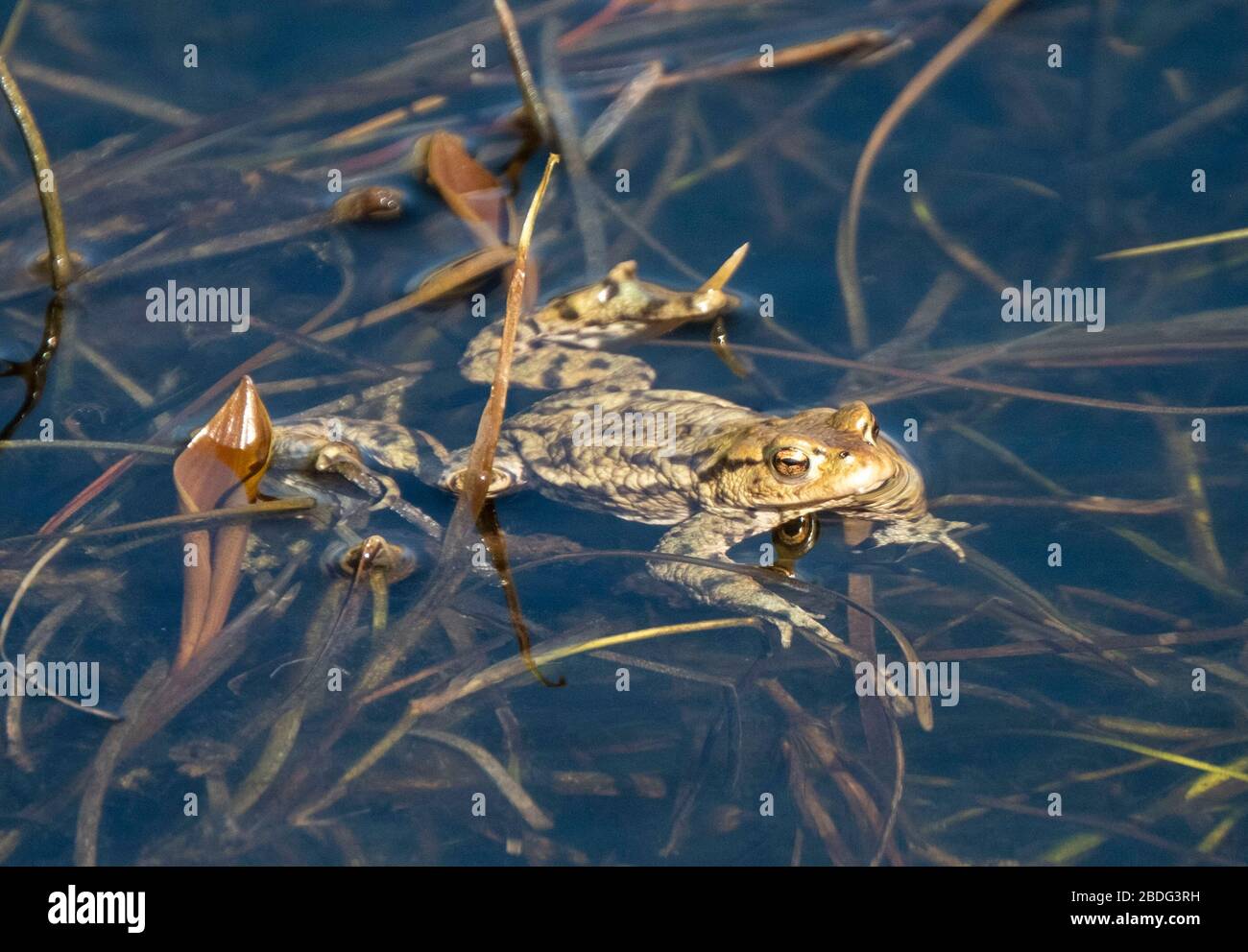 Commun Frog (Rana temporaria) dans un étang, West Lothian, Ecosse, Royaume-Uni Banque D'Images Commun Frog (Rana temporaria) dans un étang, West Lothian, Ecosse, Royaume-Uni Banque D'Images