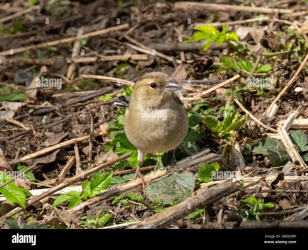 Femme Chaffinch (les coelebs de Fringilla) sur le terrain dans un bois à feuilles caduques, West Lothian, Écosse. Banque D'Images