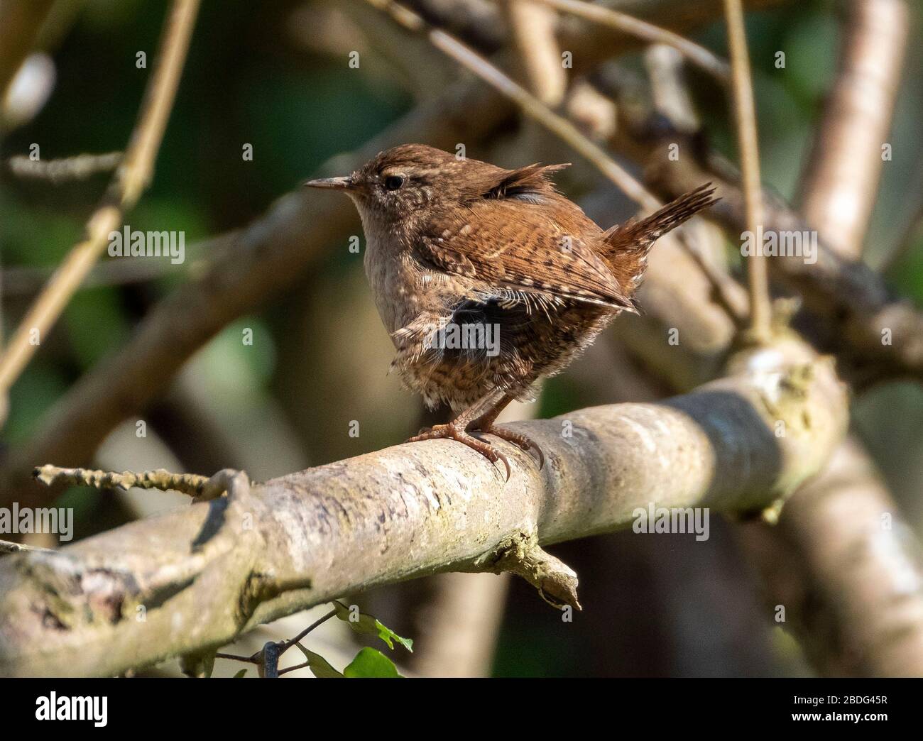 Wren eurasien sur une branche dans un bois à feuilles caduques, Lothian occidental, Écosse, Royaume-Uni. Banque D'Images