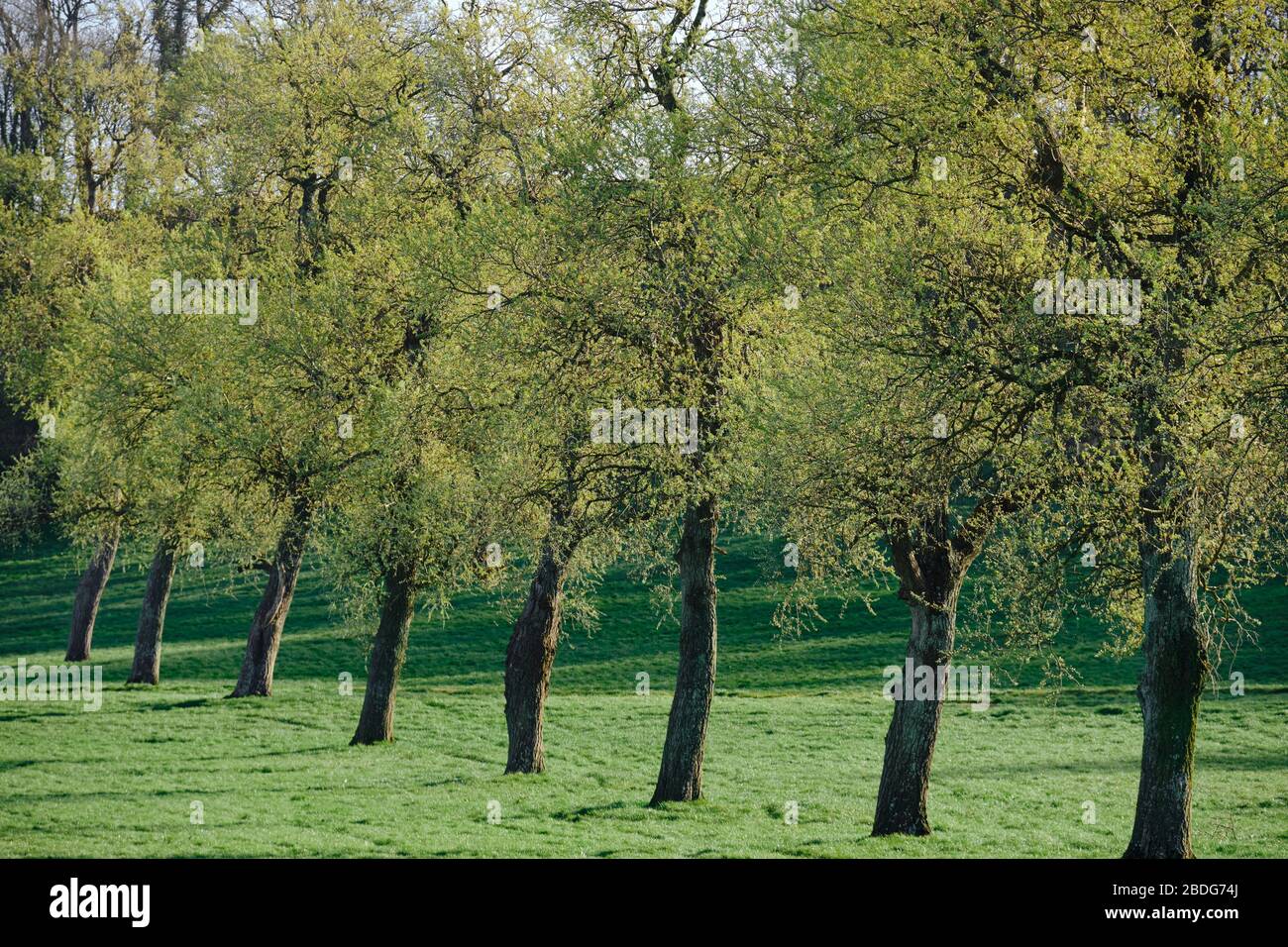 Arbres au printemps Banque D'Images