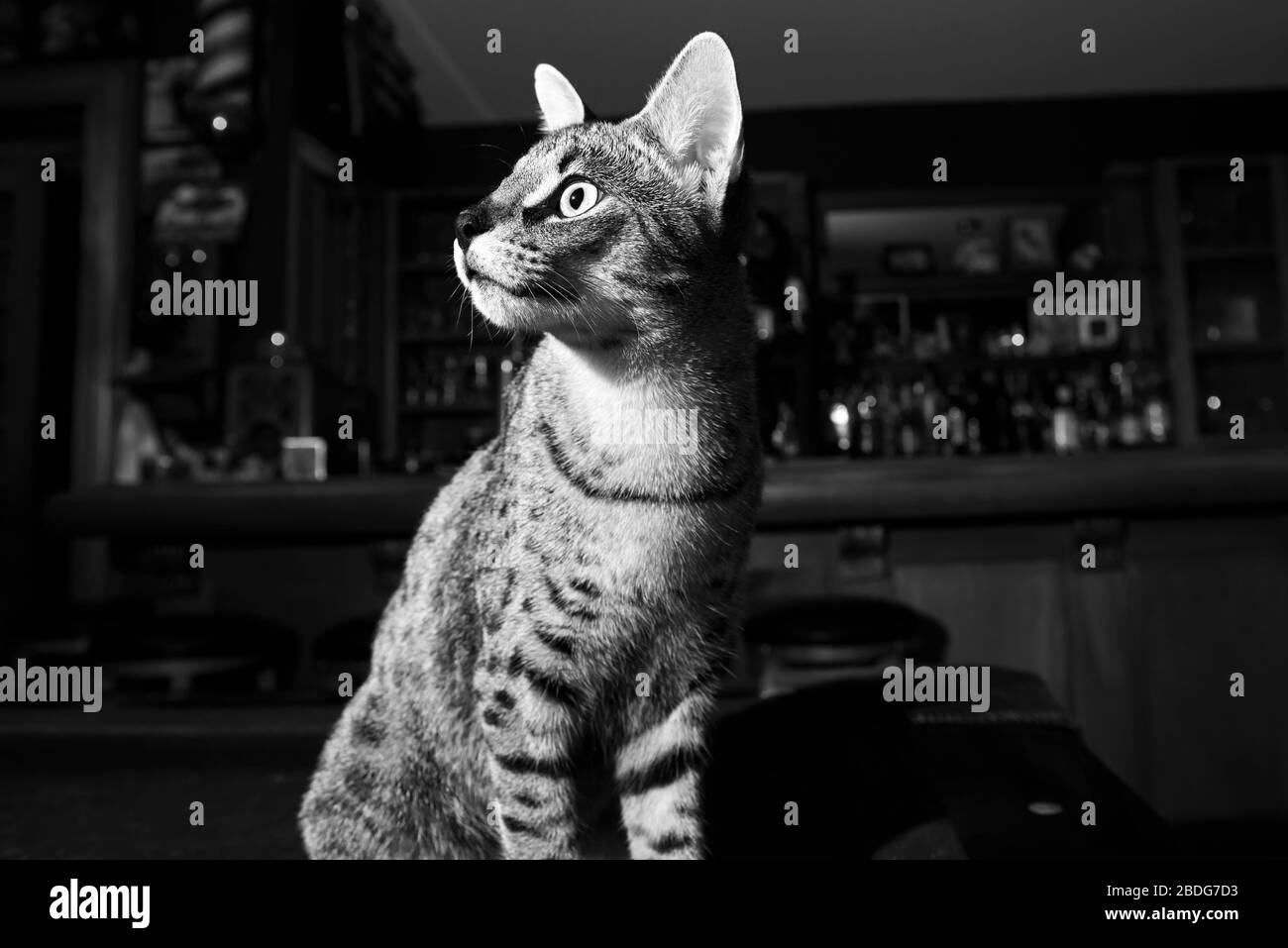 Chat de savane mignon pris dans la lumière Banque D'Images