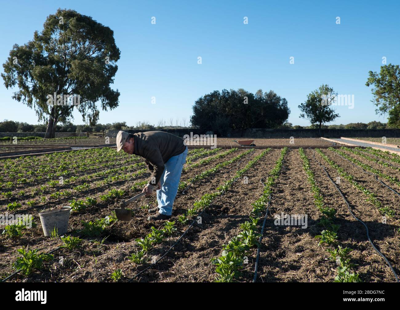 Jardinier au travail dans les jardins de cuisine de Sao Lourenço do Barrocal, hôtel et restaurant, près de Monsaraz, dans la région de l'Alentejo au Portugal Banque D'Images