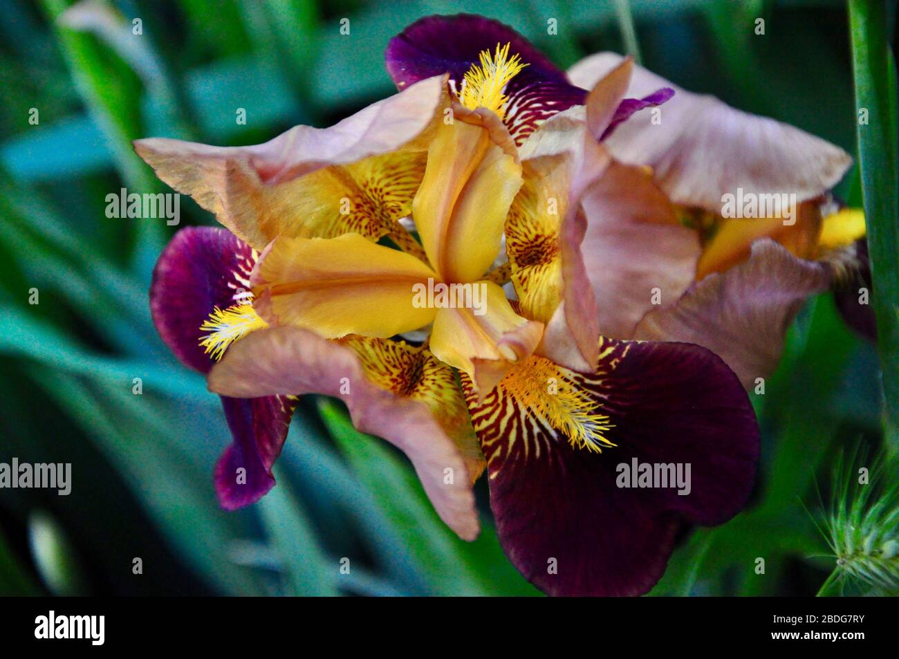 Gros plan d'une seule fleur d'iris en fleurs d'or et de violet.belle fleur d'iris violet foncé isolée sur fond vert. Banque D'Images