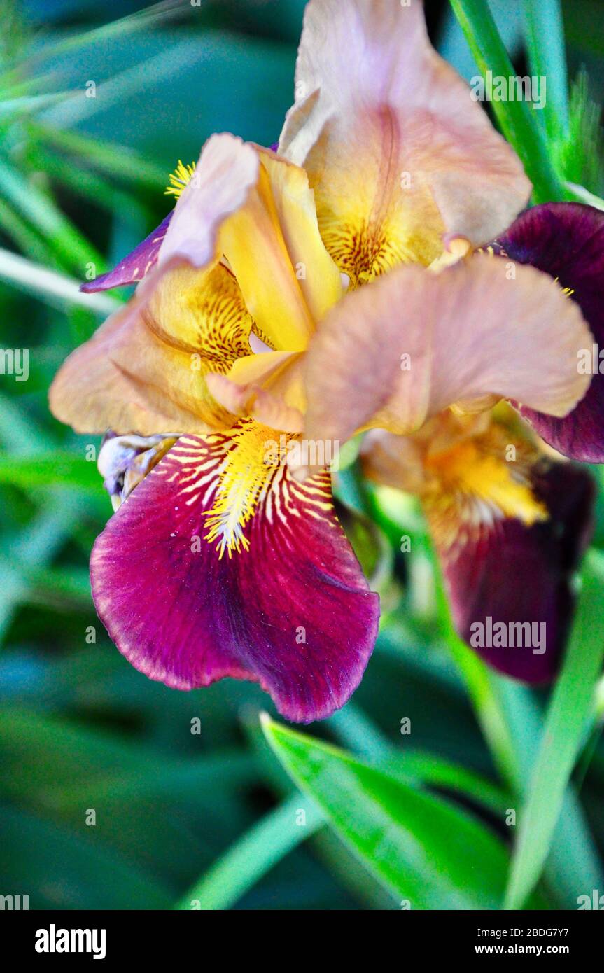Gros plan d'une seule fleur d'iris en fleurs d'or et de violet.belle fleur d'iris violet foncé isolée sur fond vert. Banque D'Images