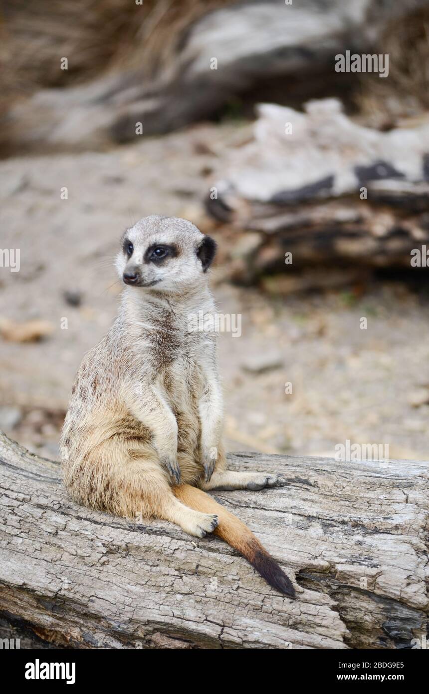Meerkat unique sur la garde Banque D'Images