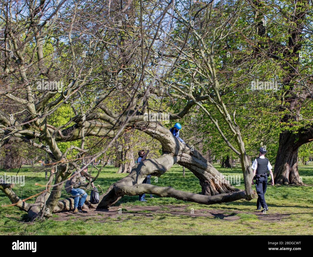 La police des parcs demande aux personnes ignorant le verrouillage de Covid-19 et escalade d'un arbre tombé à se disperser dans les jardins de Kensington, Londres Banque D'Images