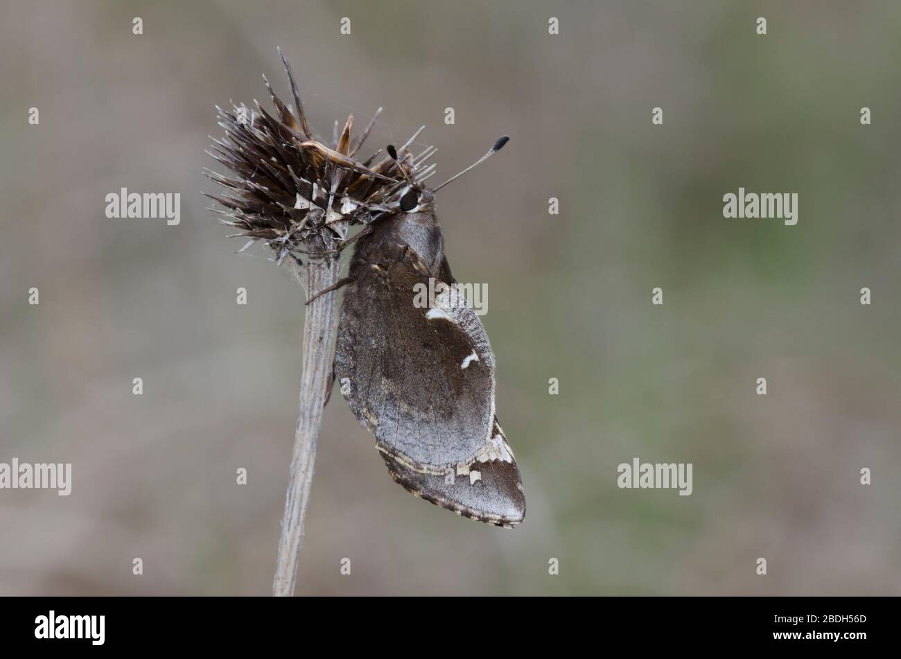 Yucca Giant-Skipper, Megathymus yuccae Banque D'Images