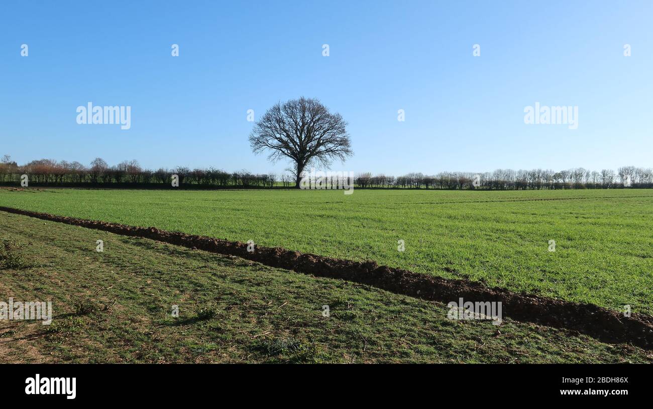 Arbre à maturité isolé à hedgeriw, campagne agricole, Hertfordshire, Angleterre, Royaume-Uni Banque D'Images