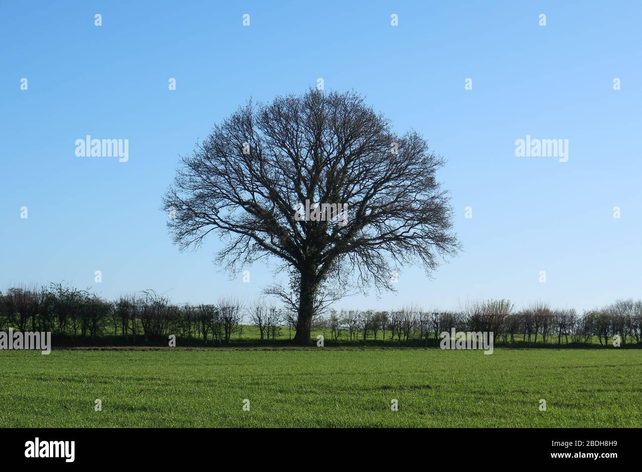 Arbre à maturité isolé à hedgeriw, campagne agricole, Hertfordshire, Angleterre, Royaume-Uni Banque D'Images