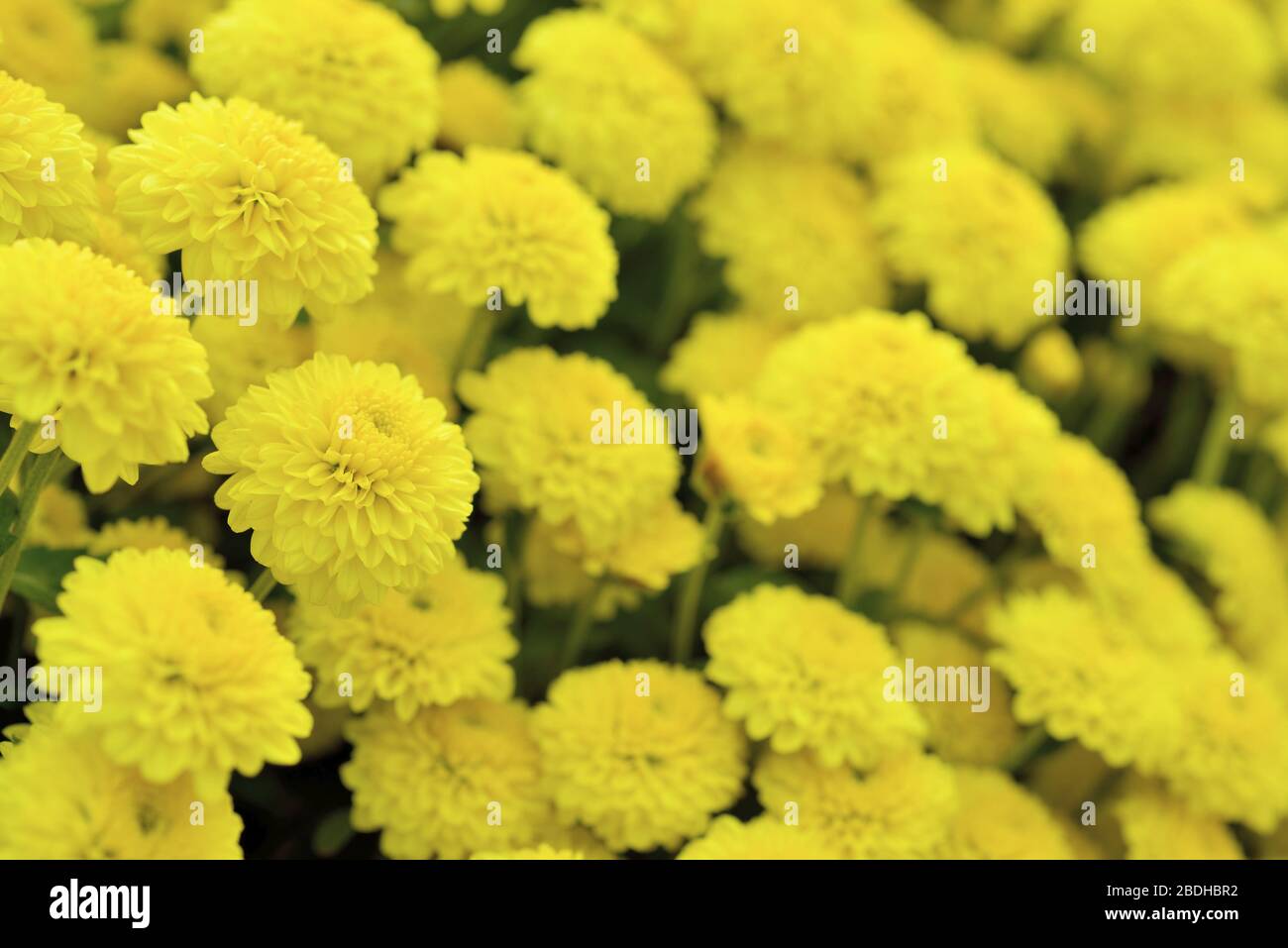 Fleuristes Daisy Taiwan Banque D'Images