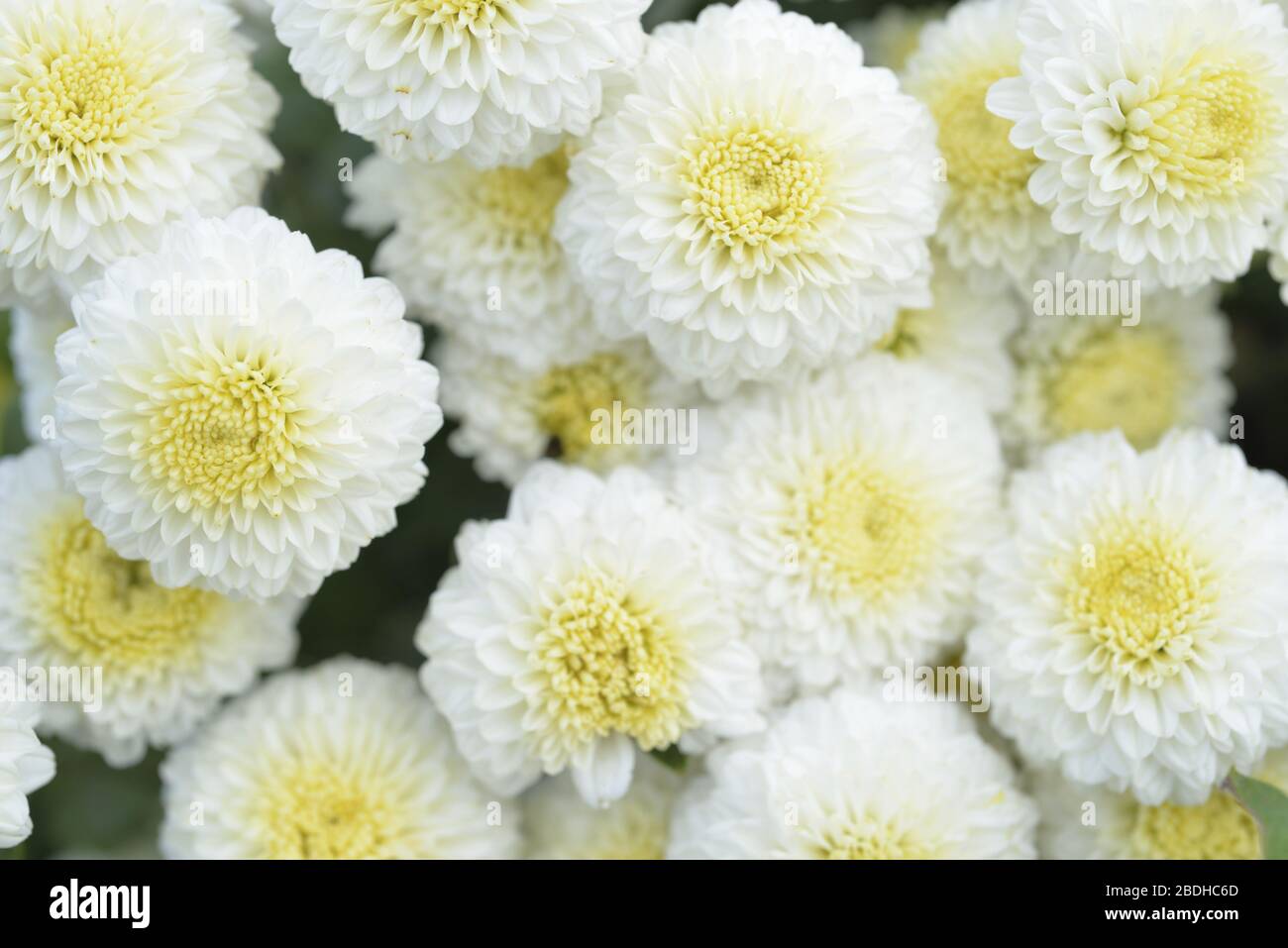 Fleuristes Daisy Taiwan Banque D'Images