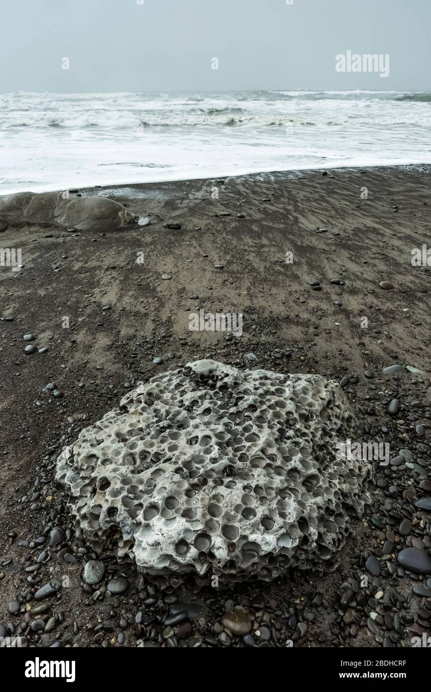 Rock percé par les palourdes de Piddock, la penita de Pholadidea, et jeté sur la plage du Rialto par les vagues dans le Parc National Olympique, État de Washington, États-Unis Banque D'Images