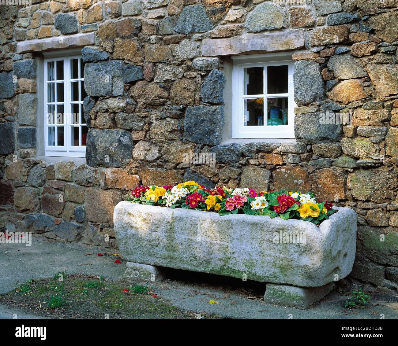 Guernesey. Architecture. Mur de cottage en pierre de granit avec des pansies en pleine croissance à cheval. Banque D'Images