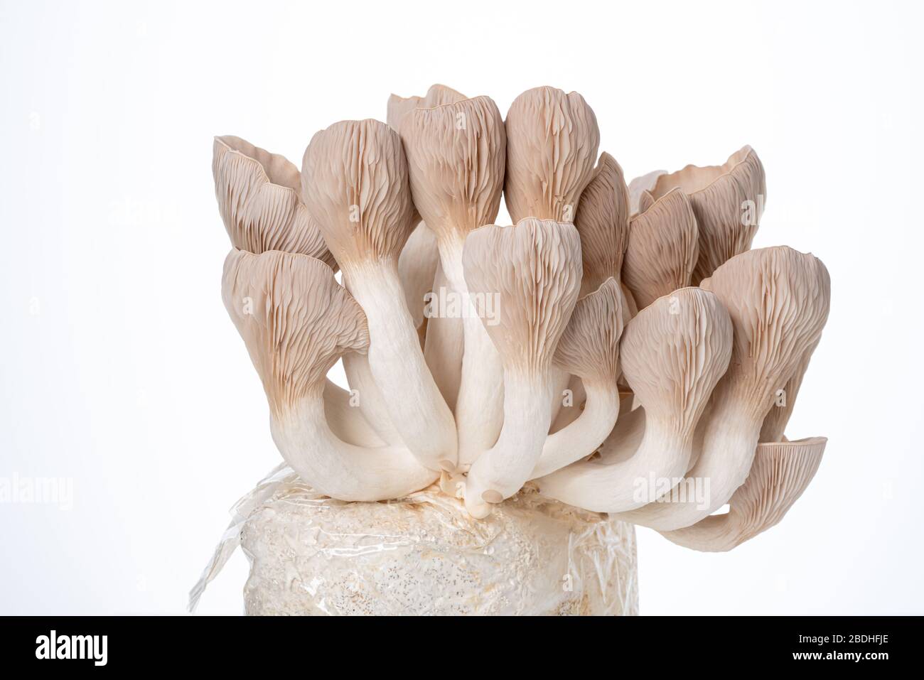 Pleurotus eryngii connu sous le nom de trompette de roi, de champignon de  corne française, de champignon d'huître de roi sur blanc Photo Stock - Alamy