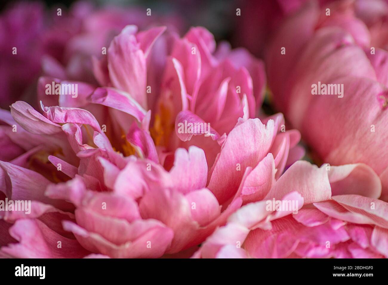 Magnifique arrière-plan de fleur rose. Peony gros plan. Texture pétale rose. Banque D'Images