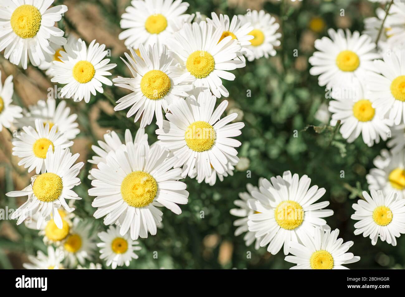 Arrière-plan du champ de camomille. Belle texture de champ de fleurs blanches. Biélorussie, Minsk. Banque D'Images