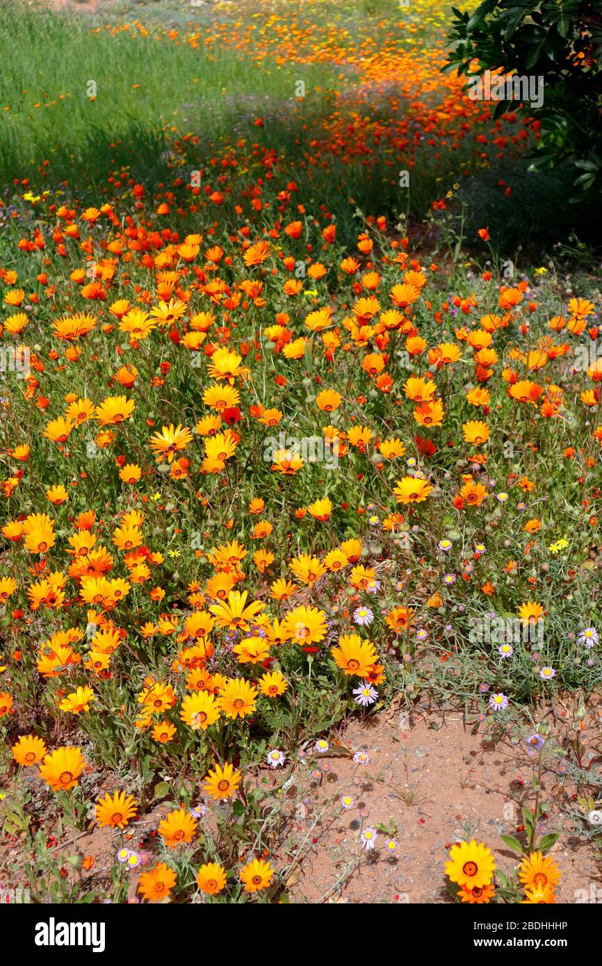 Namaqualand Daisies ou Dimorphotheca sinuata aux couleurs vives disséminées dans le paysage de Bitterfontein, province du Cap Nord, Afrique du Sud Banque D'Images