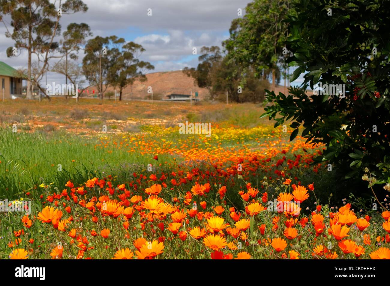 Namaqualand Daisies ou Dimorphotheca sinuata aux couleurs vives disséminées dans le paysage de Bitterfontein, province du Cap Nord, Afrique du Sud Banque D'Images