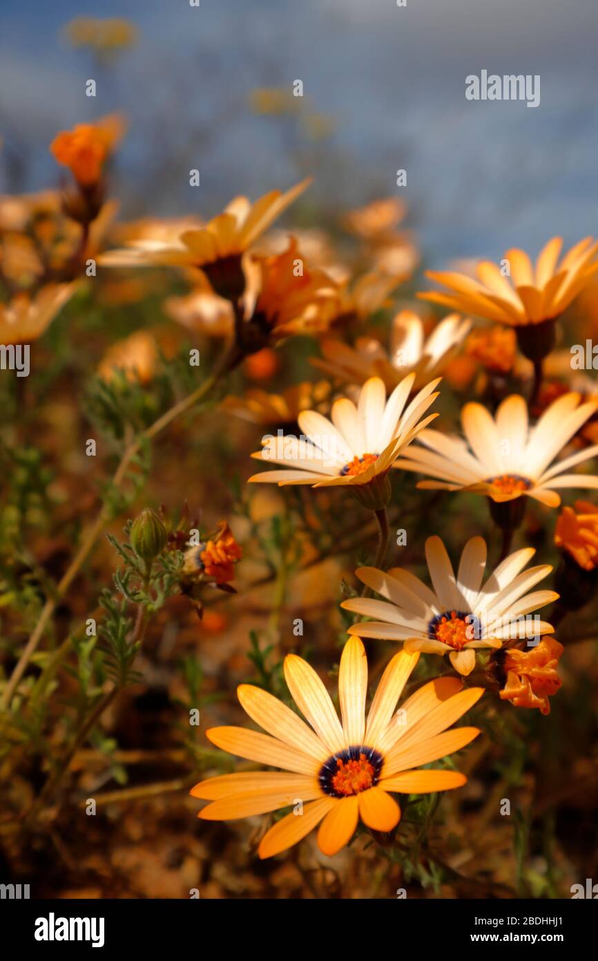 Namaqualand Daisies ou Dimorphotheca sinuata aux couleurs vives disséminées dans le paysage de Bitterfontein, province du Cap Nord, Afrique du Sud Banque D'Images
