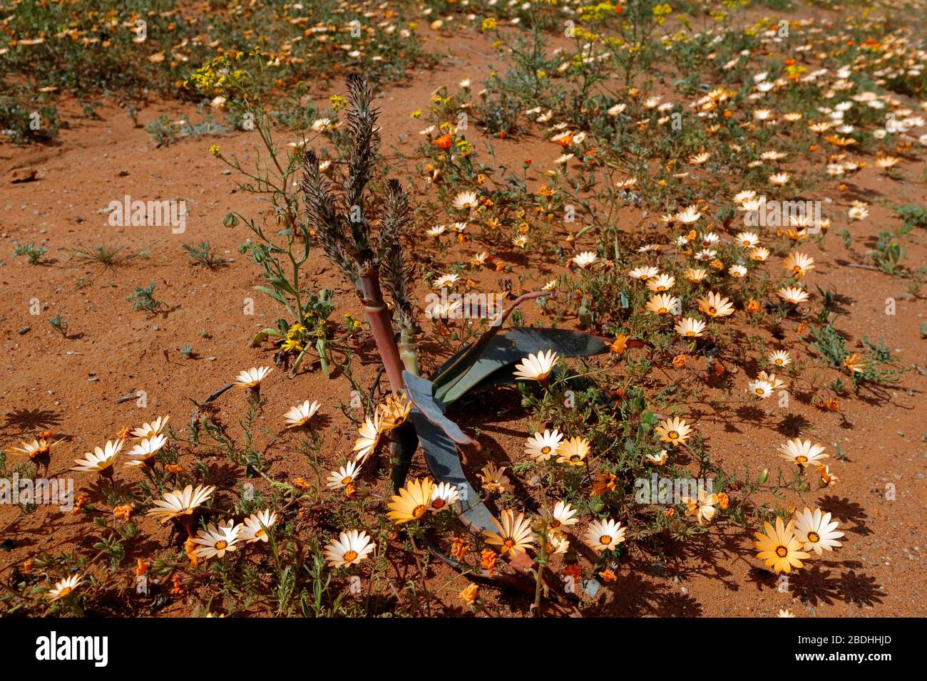 Namaqualand Daisies ou Dimorphotheca sinuata aux couleurs vives disséminées dans le paysage de Bitterfontein, province du Cap Nord, Afrique du Sud Banque D'Images