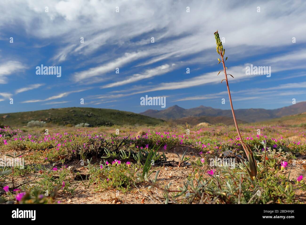 Fleurs sauvages exotiques fleuries dans Namaqualand Banque D'Images