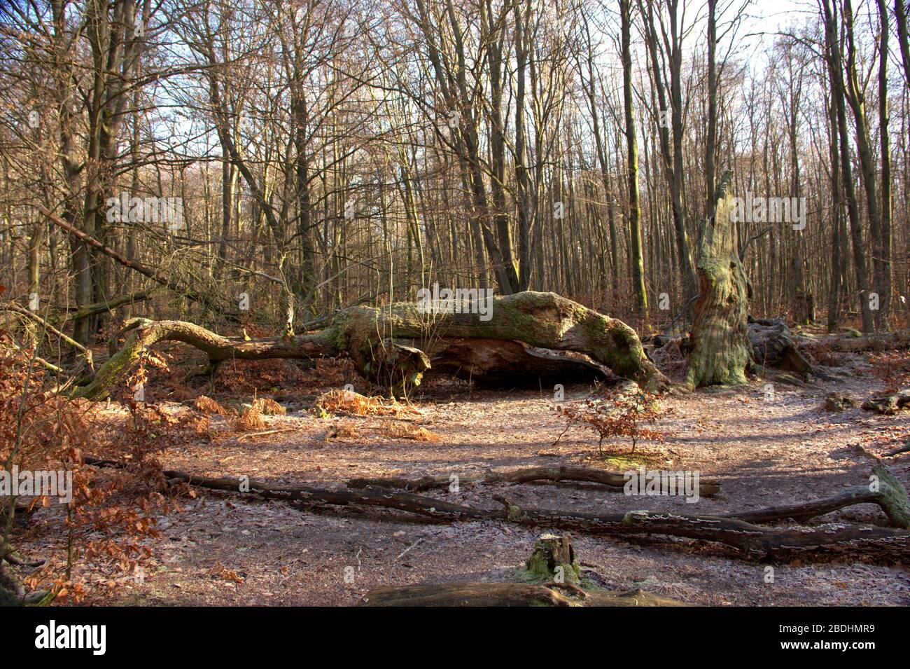 Forêt vierge de Sababurg, chênes morts au premier plan Banque D'Images