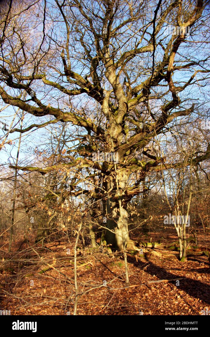 Grand hêtre avec branches puissantes dans la forêt vierge de Sababurg Banque D'Images