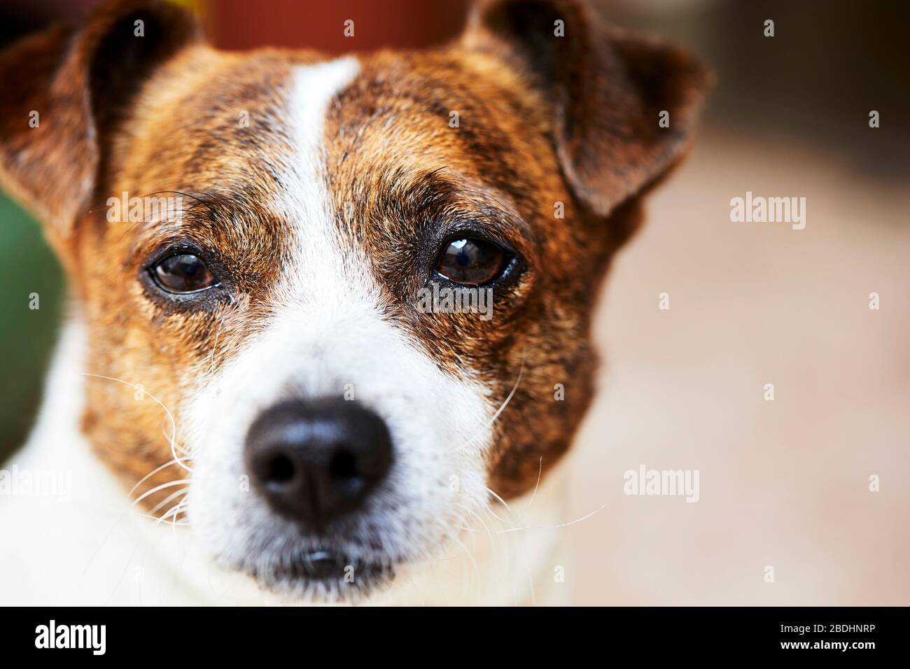Une rame d'un petit chien qui sait que je prends une photo Banque D'Images