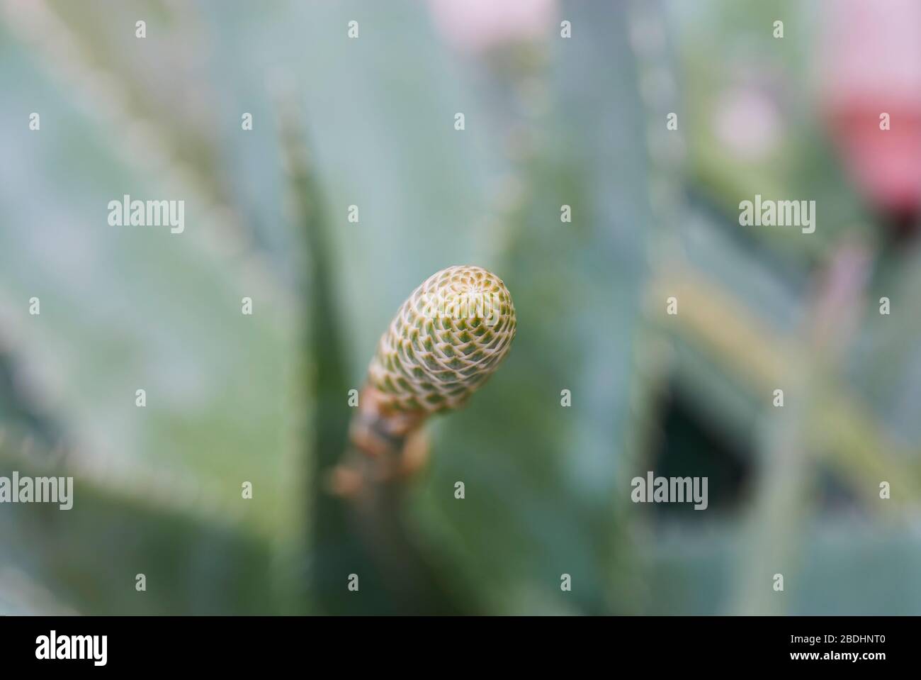 macro photographie à une usine d'aloès avec flou Banque D'Images