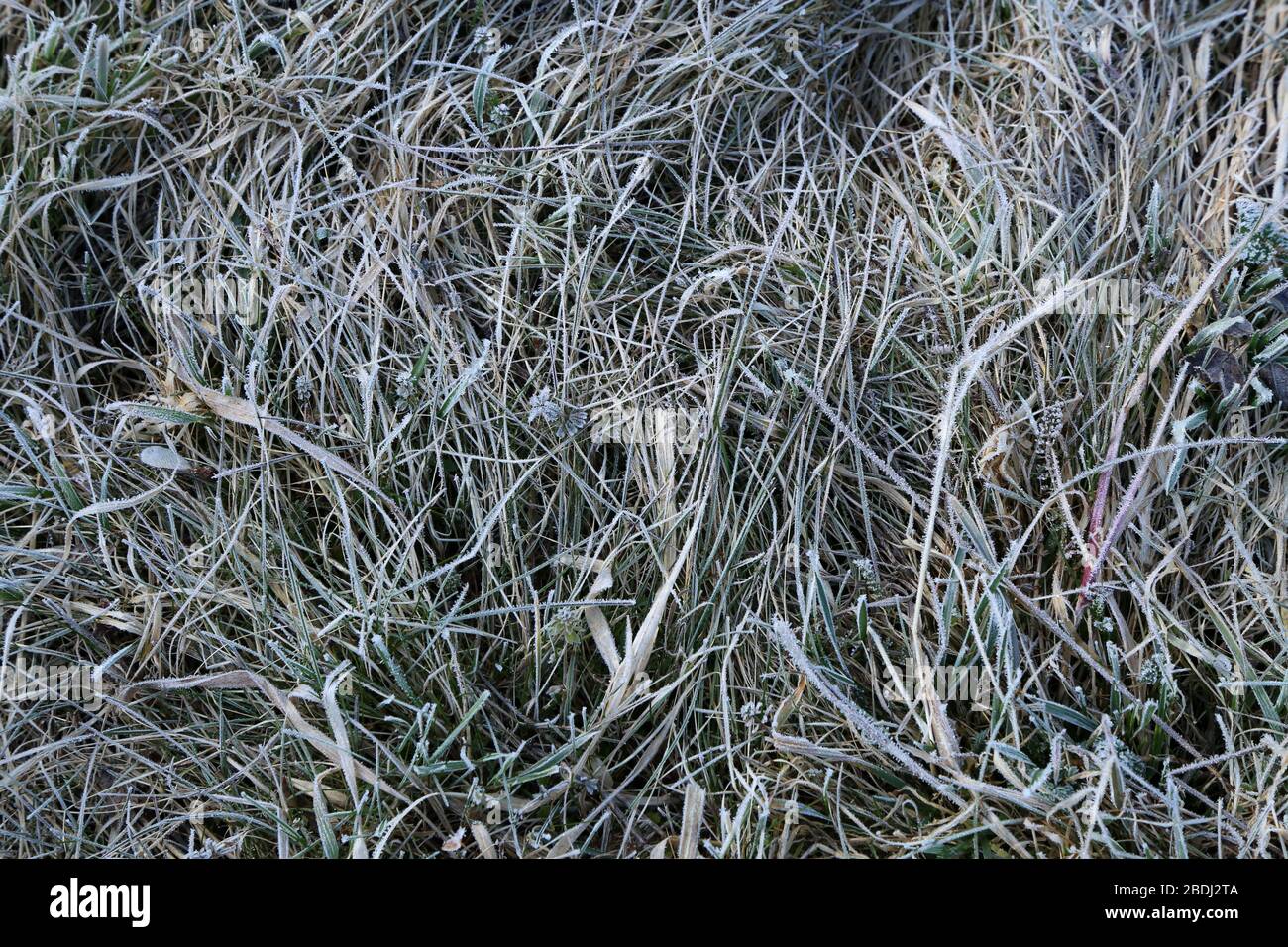 Cristaux de glace sur l'herbe de prairie close up Banque D'Images