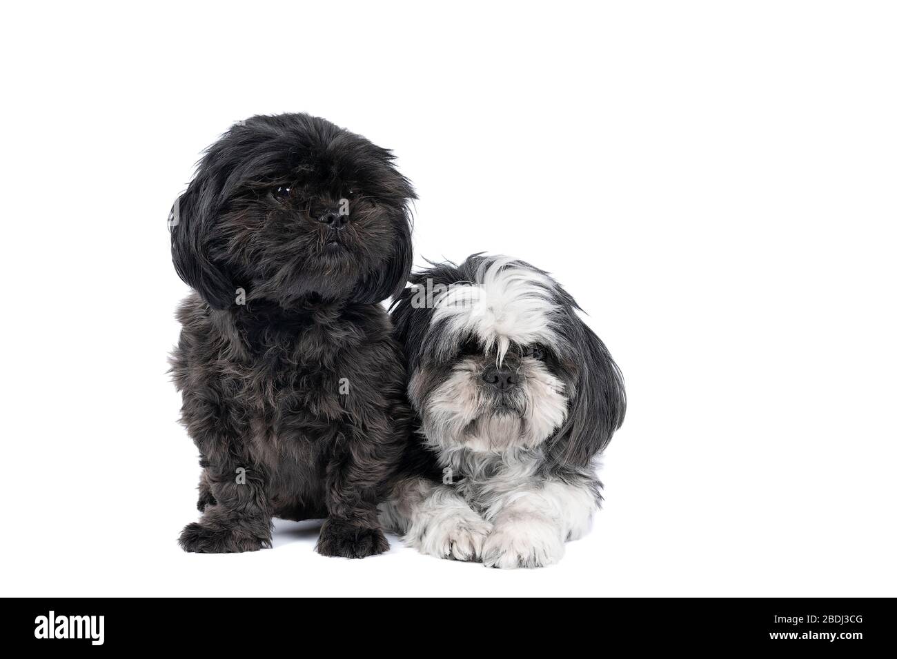 Deux chiots Shih-Tzu ( Shih Tzu ), noir et blanc et gris, assis et allongé  isolés dans un fond blanc regardant la caméra, deux chiens Photo Stock -  Alamy