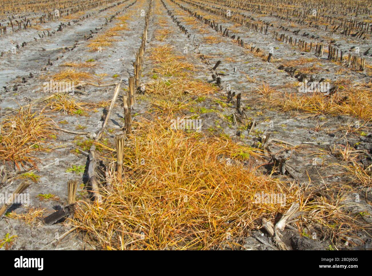 Effet de l'herbicide glyphosate pulvérisé sur les mauvaises herbes entre les obstiques de maïs Banque D'Images