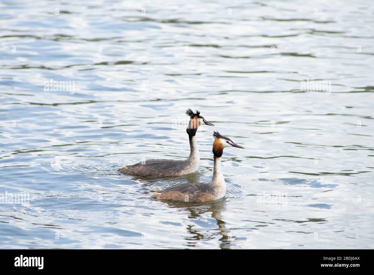 Deux grands Grebes, mâles et femelles, - Podiceps cristatus - faire leur mariage ou leur accouplement danser et montrer de l'affection dans l'étang aux Pays-Bas Banque D'Images