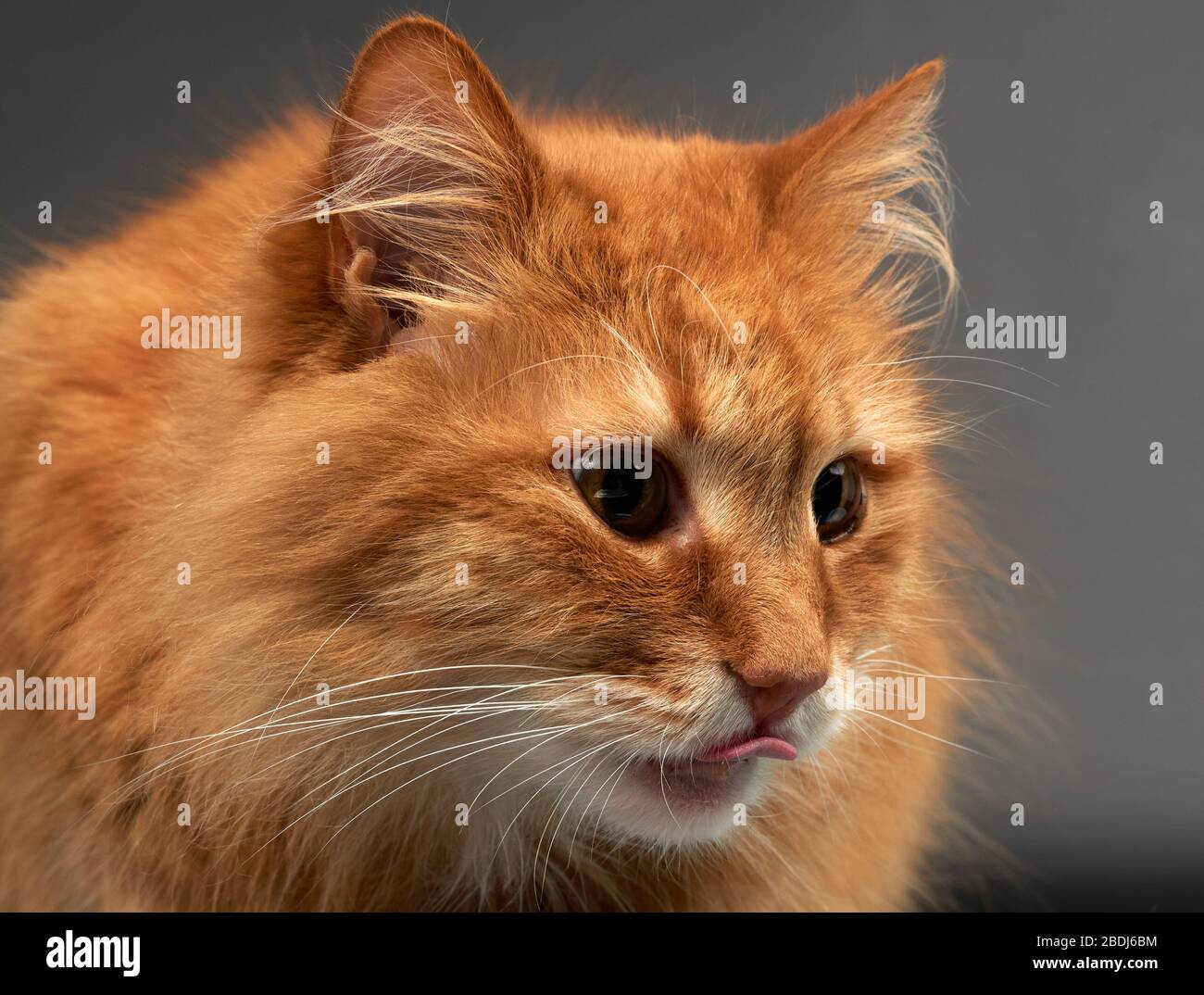 portrait de chat de gingembre adulte avec grande moustache blanche, animal posant sur fond noir, gros plan Banque D'Images