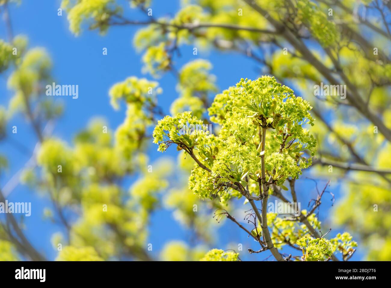 Fleurs d'érable au début du printemps. Banque D'Images