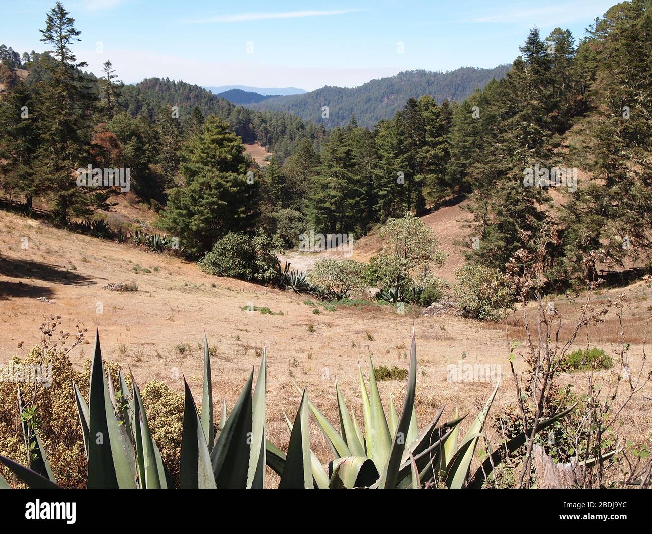 Agaves et pins dans les montagnes de la Sierra Madre de Oaxaca, au sud du Mexique Banque D'Images